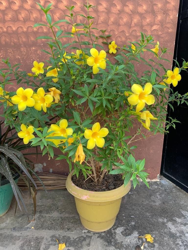 Allamanda Plant (Golden Trumpet Flower)